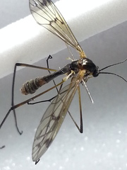 Ptychoptera albimana