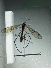 Ptychoptera albimana