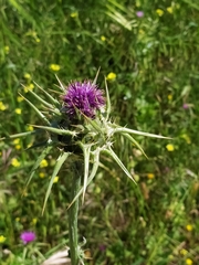 Silybum marianum