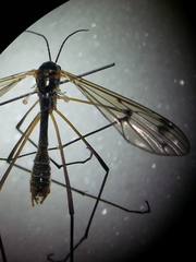 Ptychoptera albimana
