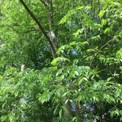 Celtis australis australis