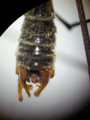 Ptychoptera albimana