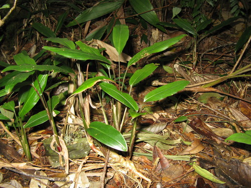 Boesenbergia stenophylla
