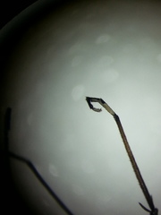 Ptychoptera albimana