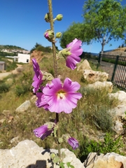 Alcea setosa