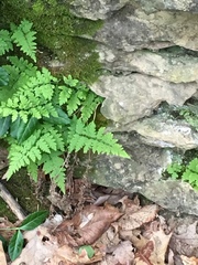 Cystopteris bulbifera