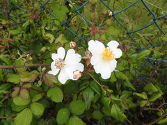 Rosa sempervirens