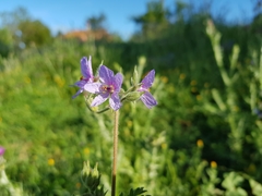Erodium ciconium