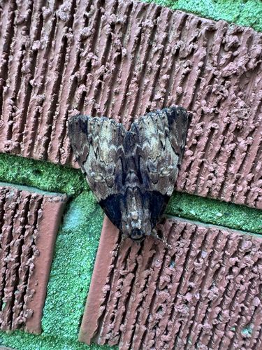 Clouded Underwing
