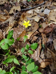 Ranunculus hispidus hispidus