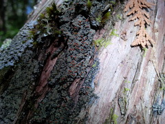 Fuscopannaria leucosticta