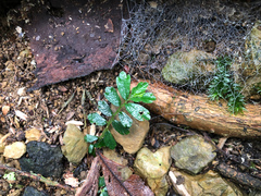 Elatostema obtusum trilobulatum