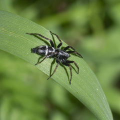 Aphantaulax trifasciata