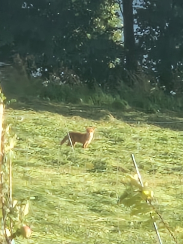 Red Fox