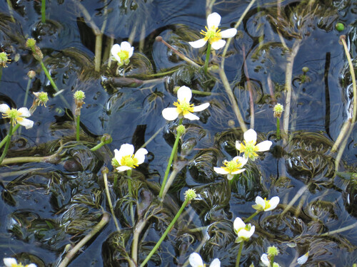 Ranunculus aquatilis, photograph 1