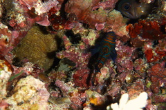 Synchiropus splendidus