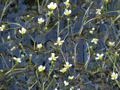 Ranunculus aquatilis, photograph 2