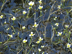 Ranunculus aquatilis, photograph (c) Evan M. Raskin, some rights reserved (CC BY)