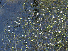 Ranunculus aquatilis