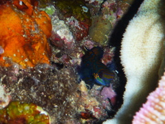 Synchiropus splendidus