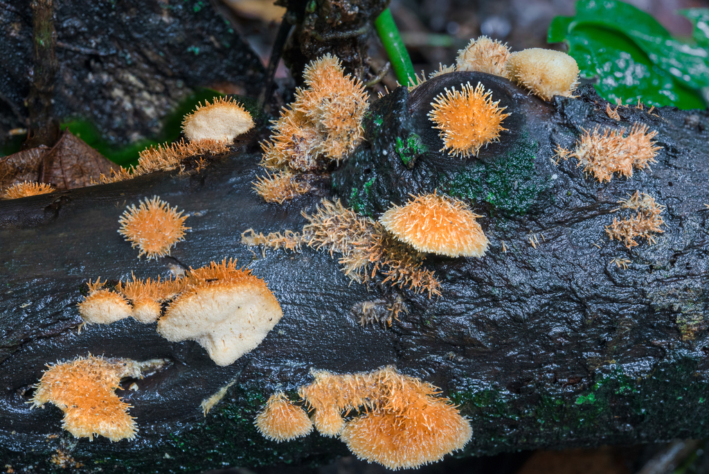 Echinoporia aculeifera