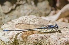 Argia oculata