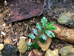 Elatostema obtusum trilobulatum