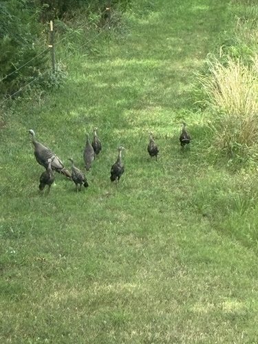 Wild Turkey