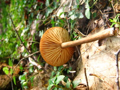 Lactarius subserifluus