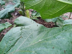 Sciapodinae