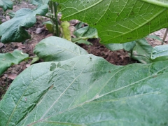 Sciapodinae