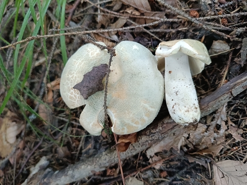 Green Russula