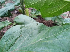 Sciapodinae