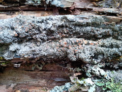 Fuscopannaria sorediata