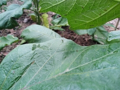 Sciapodinae