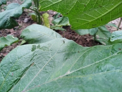 Sciapodinae