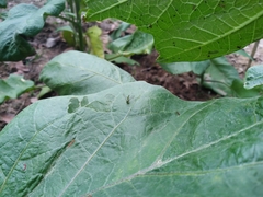 Sciapodinae