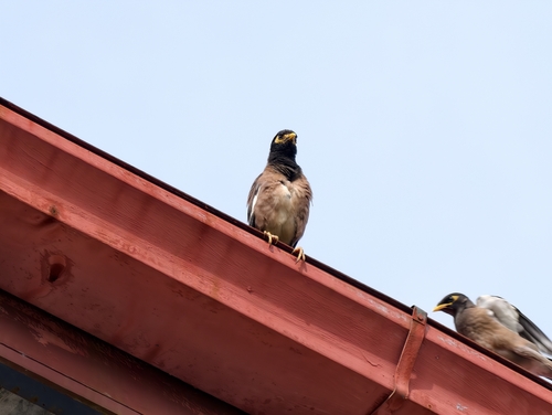 Common Myna