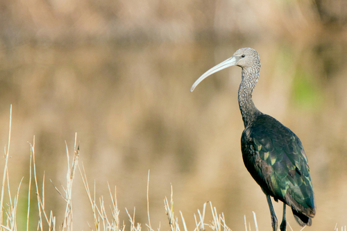 Glossy Ibis (Plegadis falcinellus)