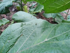 Sciapodinae