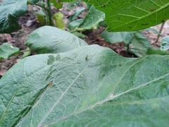 Sciapodinae