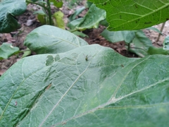 Sciapodinae