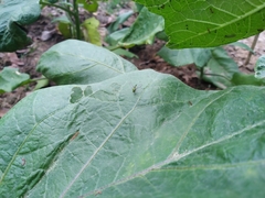 Sciapodinae