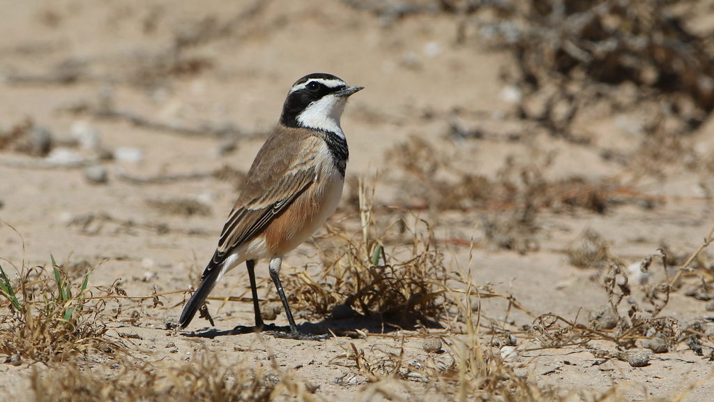 Capped Wheatear photo