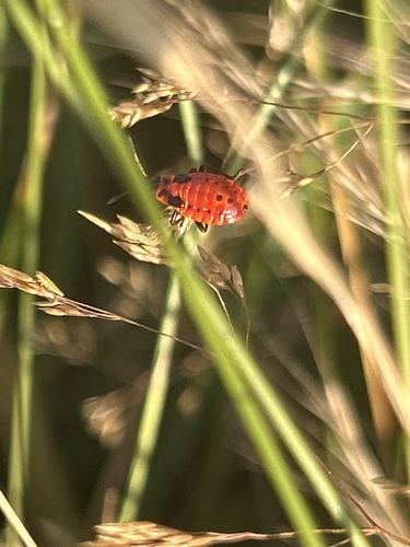 Spilostethus saxatilis