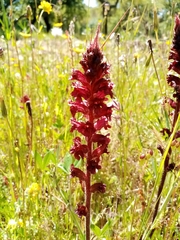 Orobanche foetida