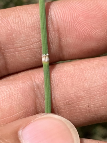Branched Horsetail