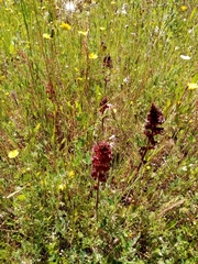Orobanche foetida