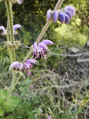 Salvia indica
