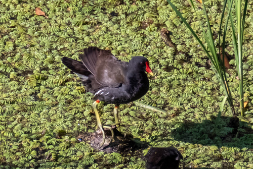 Eurasian Moorhen